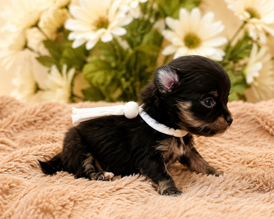 Yorkie, Yorkshire Terrier