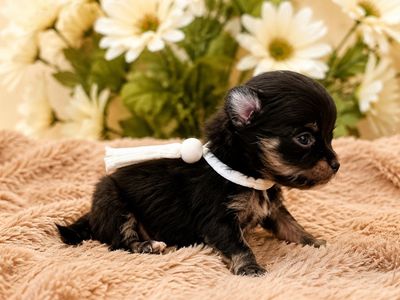 Yorkie, Yorkshire Terrier