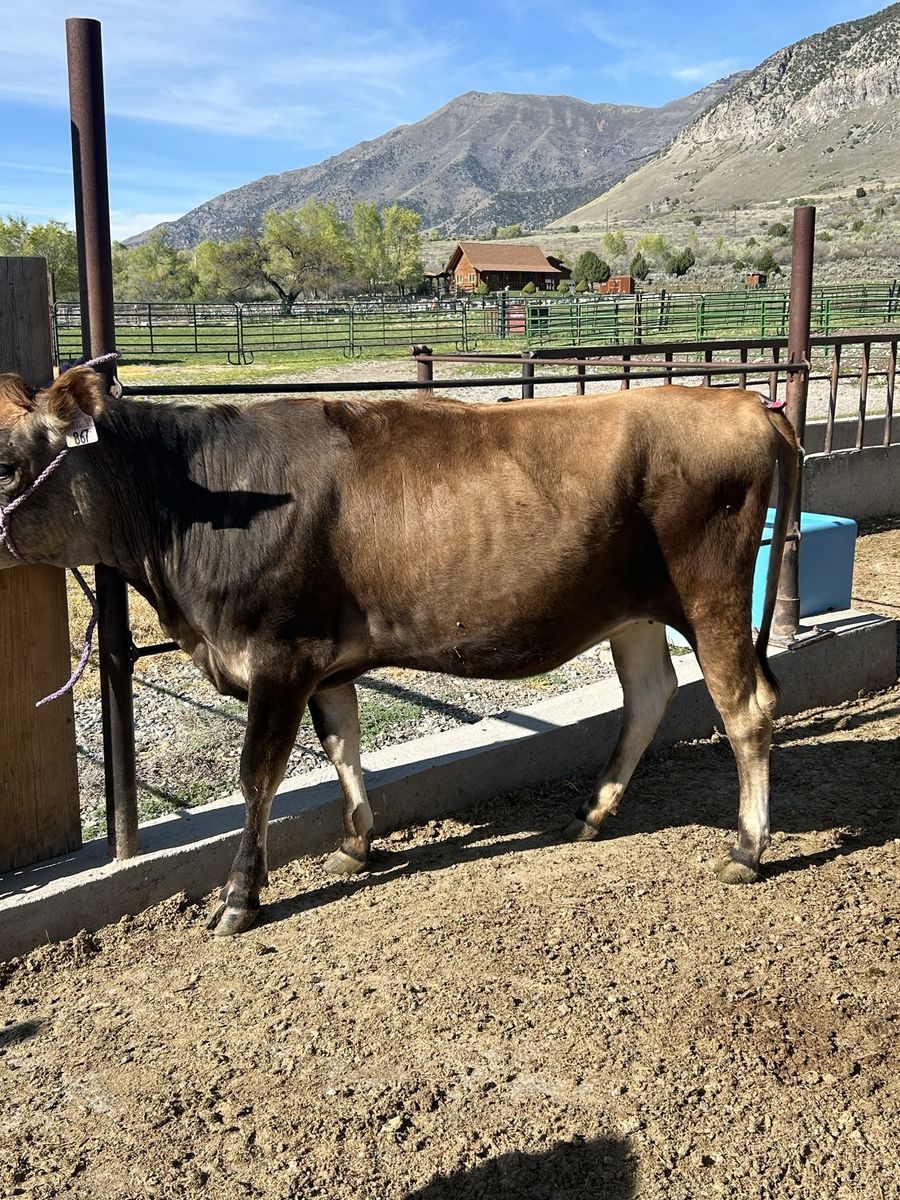 Family Jersey cow A2 pregnant