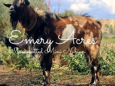 Moonspotted Mini Nubian Buck