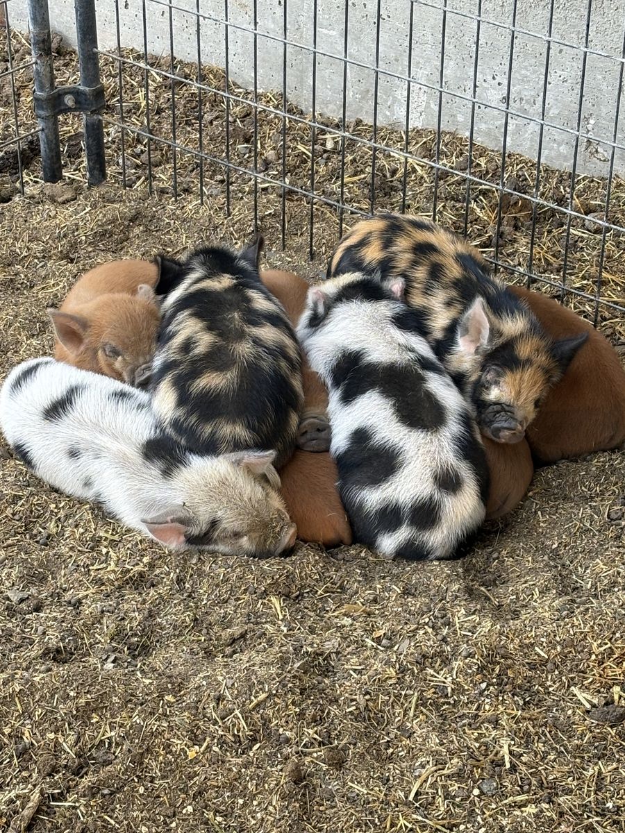 Pot belly/kune kune female