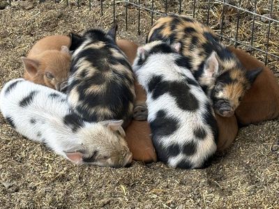 Pot belly/kune kune female