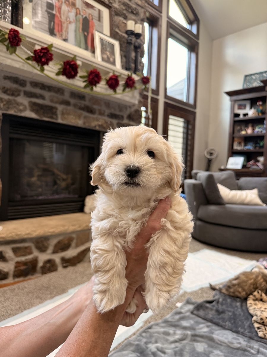 HAVA – SHIHTY – POO! Puppy updated Saturday, August 29 last one left