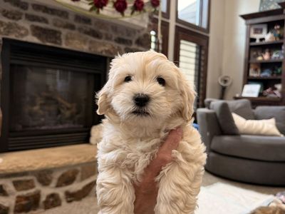 HAVA – SHIHTY – POO! Puppy updated Saturday, August 29 last one left