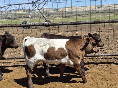 Sim/Angus/Cross Bull Calf