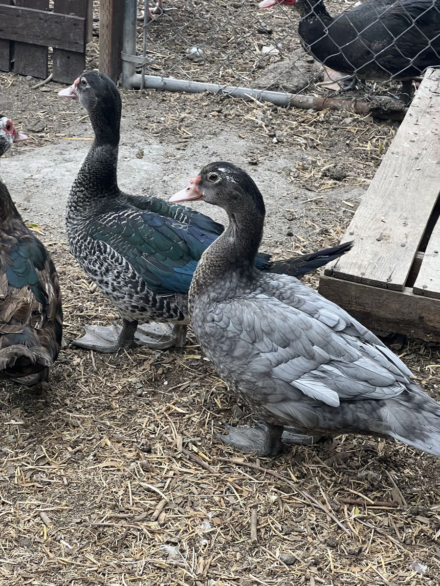 Young Muscovy Drakes