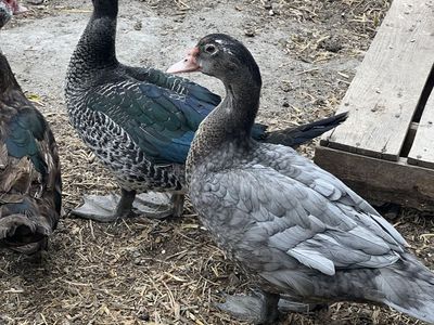 Young Muscovy Drakes