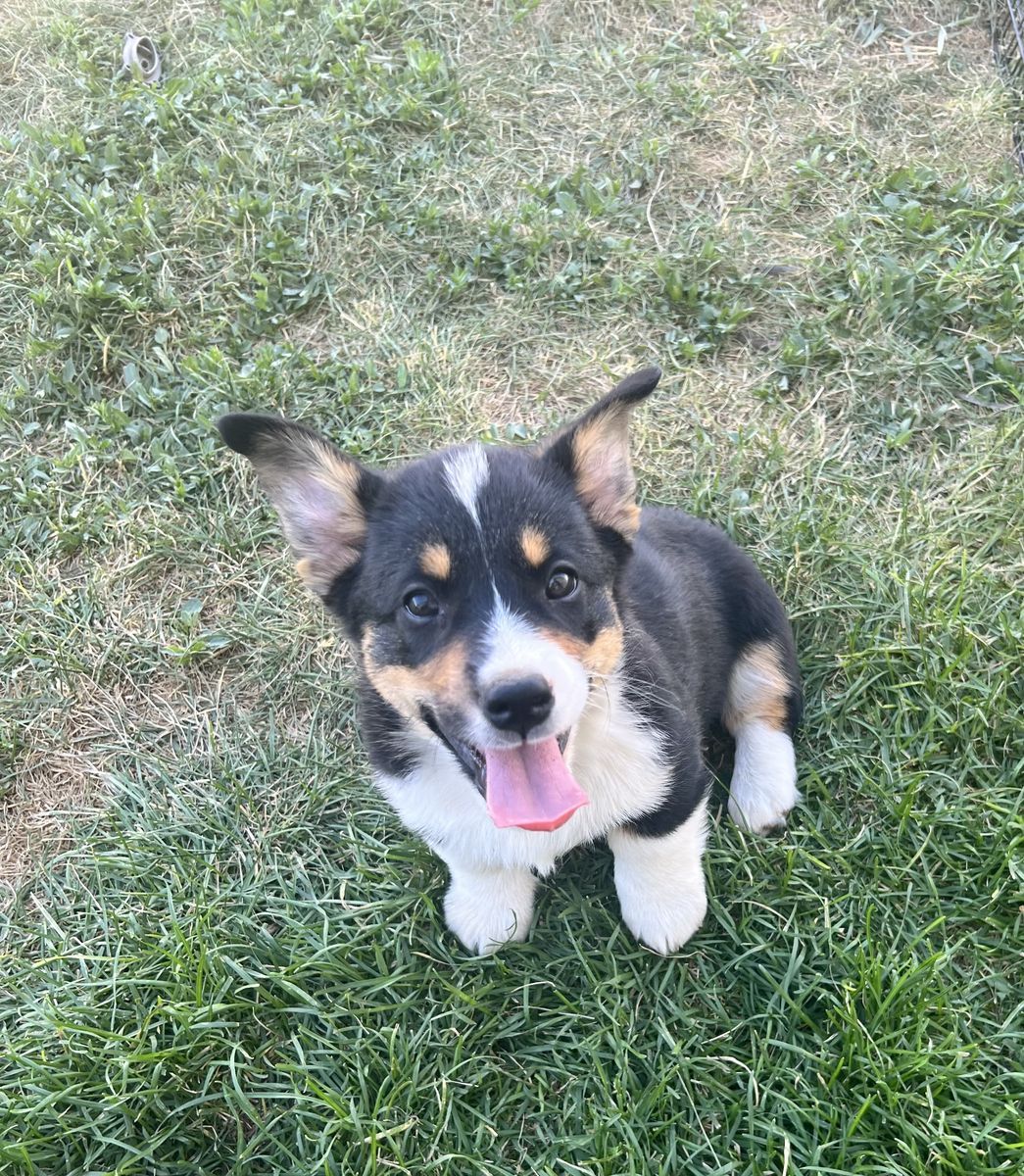 Akc corgi puppies