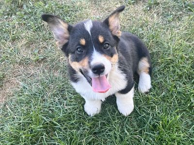 Akc corgi puppies