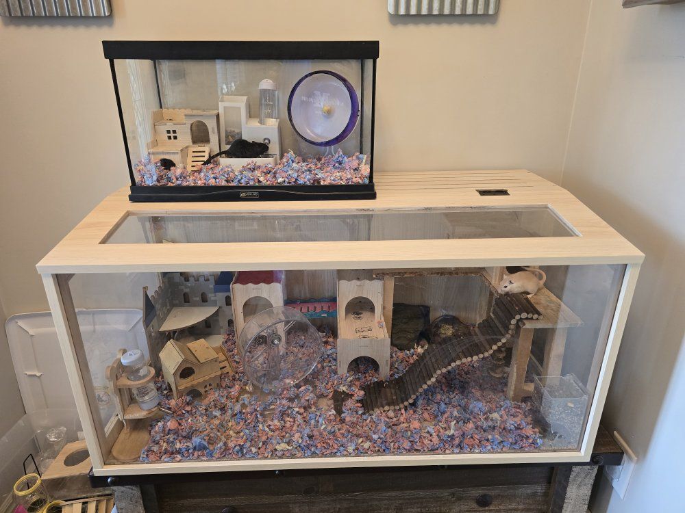 Gerbils