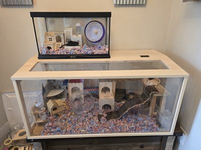 Gerbils
