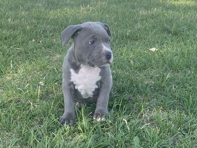 Blue nose pitbull puppies