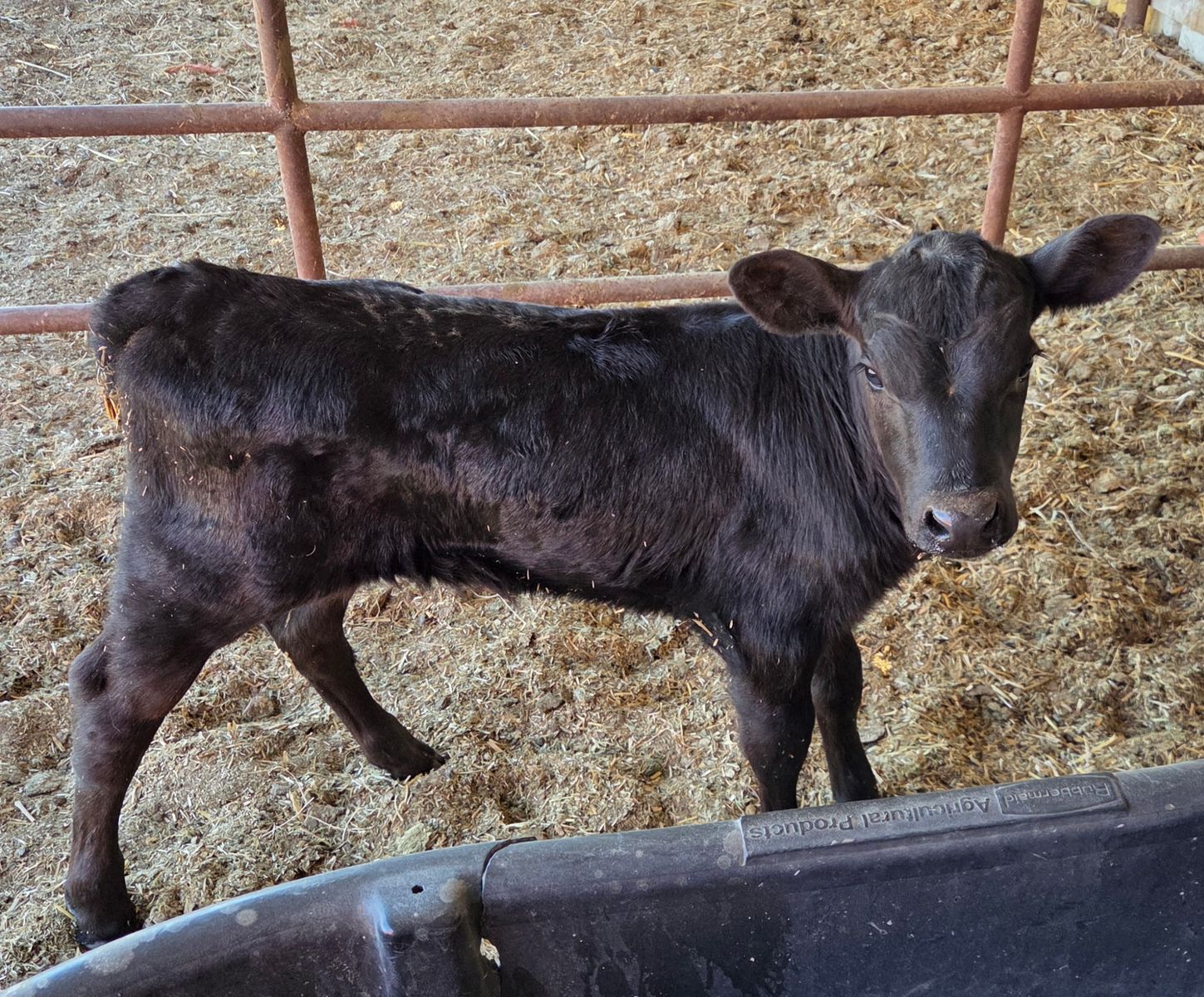 Bottle Calf