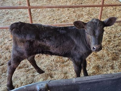 Bottle Calf