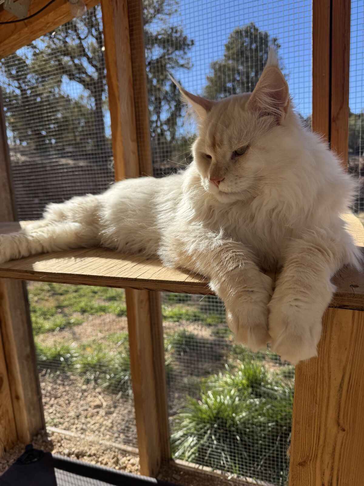 Spring Maine Coons Kittens ~~ WAITLIST OPEN