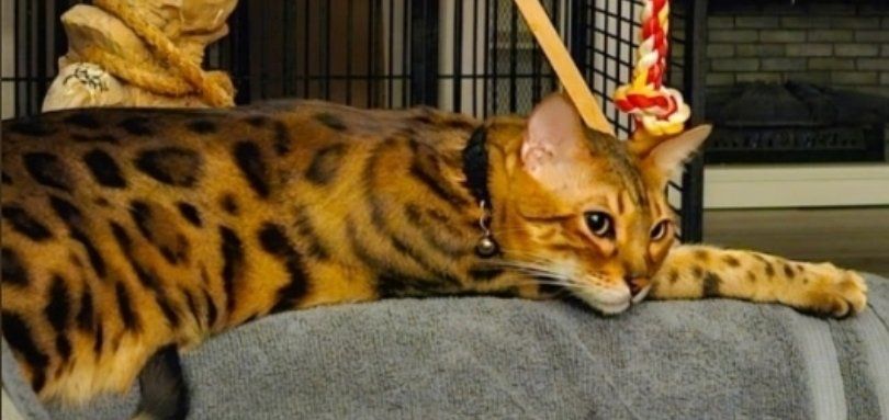 Beautiful Bengal Cat - Purebred and Playful