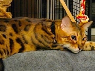 Beautiful Bengal Cat - Purebred and Playful