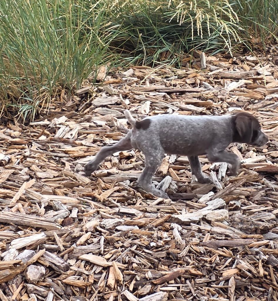 Purebred German shorthair pointers