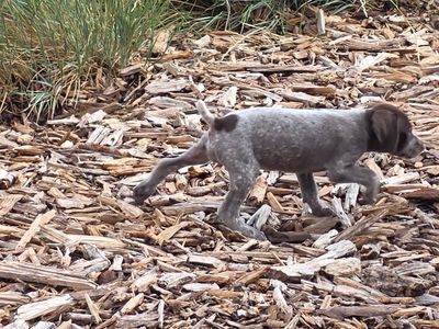 Purebred German shorthair pointers