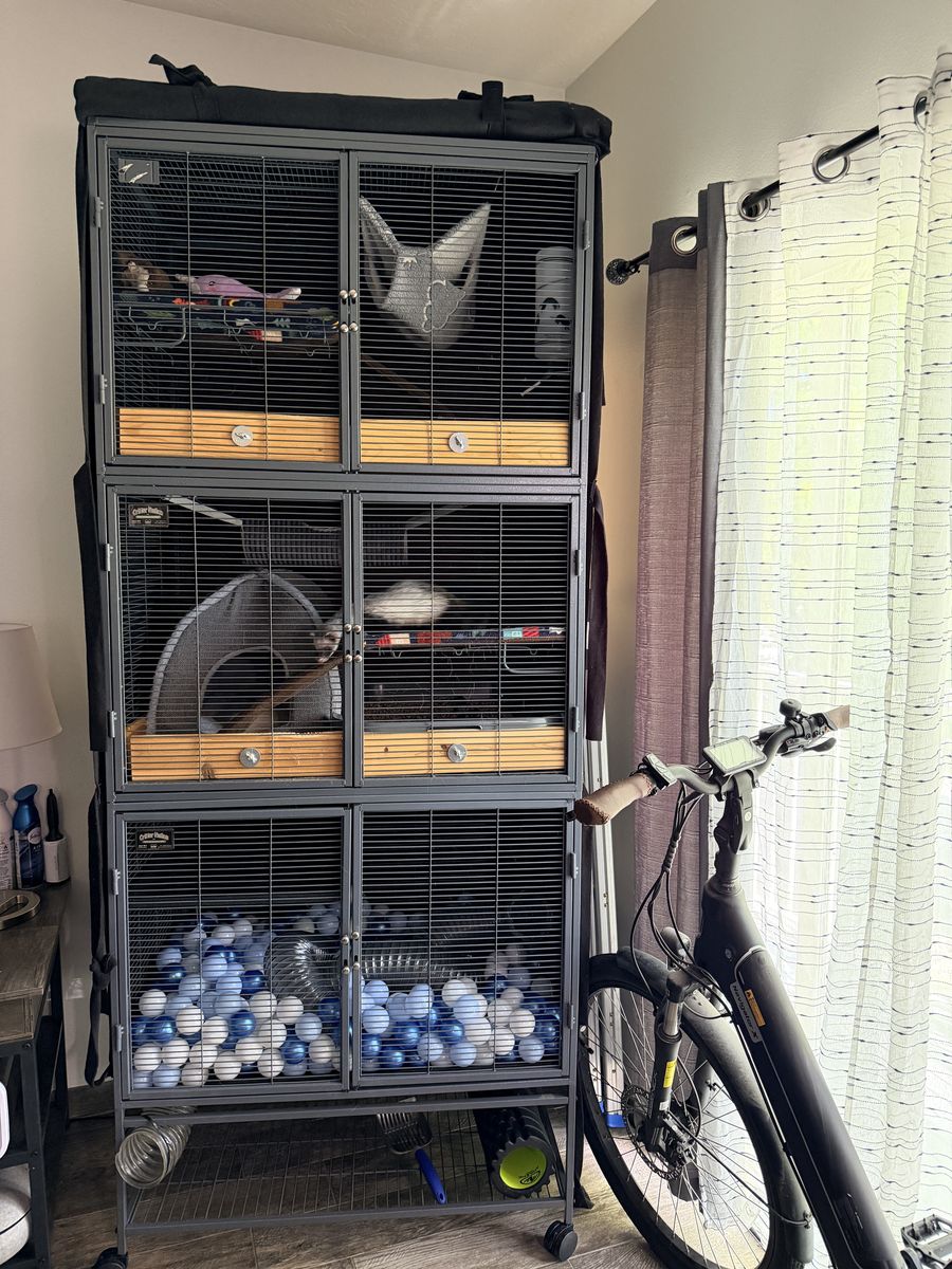 Two Bonded Ferrets – Full Setup Included (Ferret Nation 3-Tier Cage)
