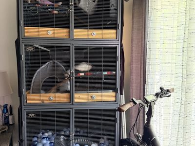 Two Bonded Ferrets – Full Setup Included (Ferret Nation 3-Tier Cage)