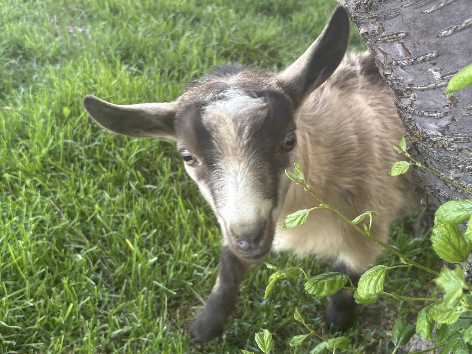 Nigerian Dwarf Wether