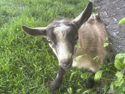 Nigerian Dwarf Wether