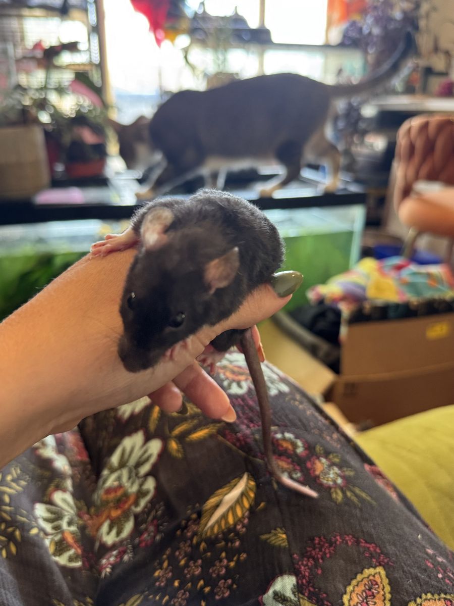 Ratta-Tat-Rattery