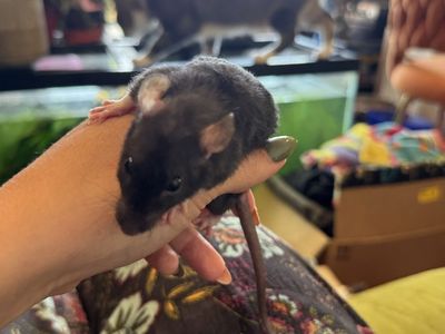 Ratta-Tat-Rattery