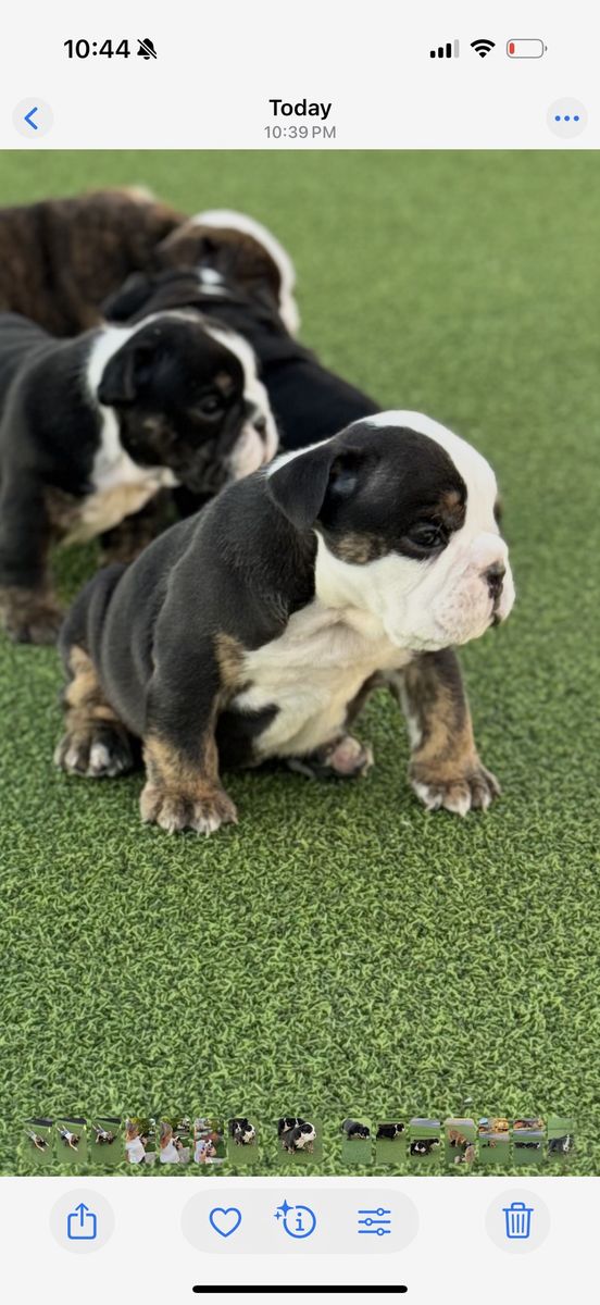 English Bulldog Puppy