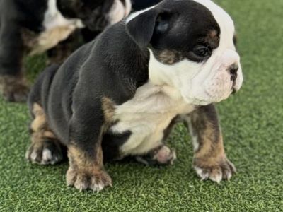 English Bulldog Puppy
