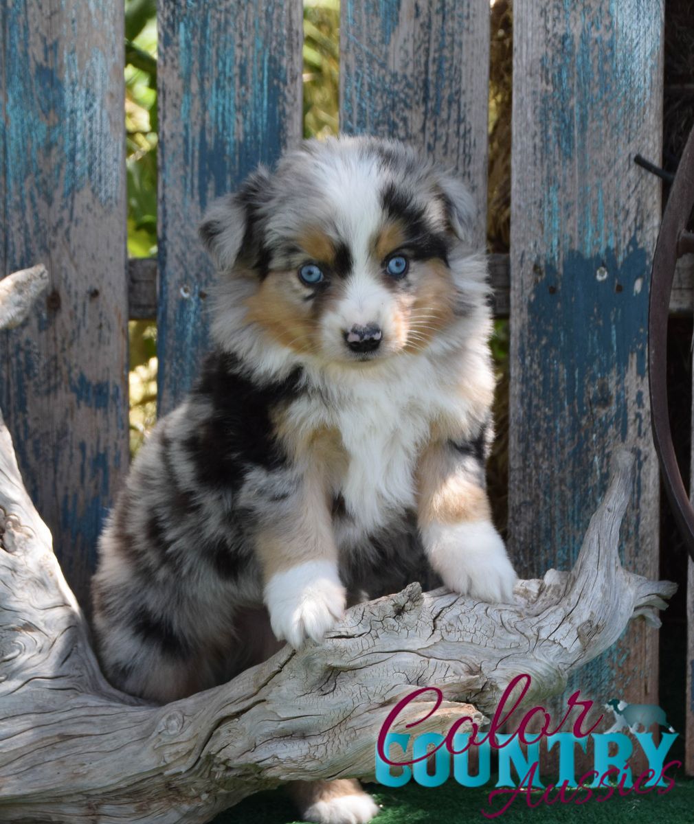 Blue Merle Mini Female