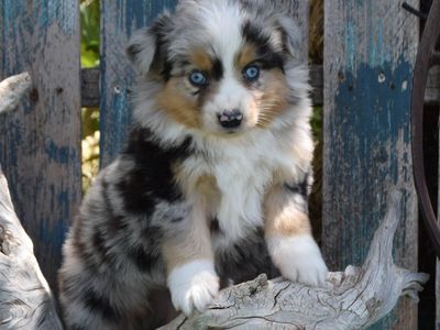 Blue Merle Mini Female