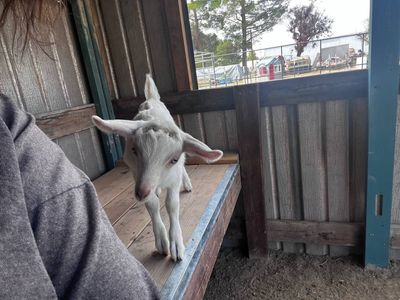 saanen goats