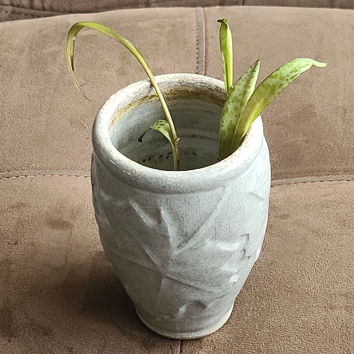 Silver Squill Indoor Plant Starts Cuttings
