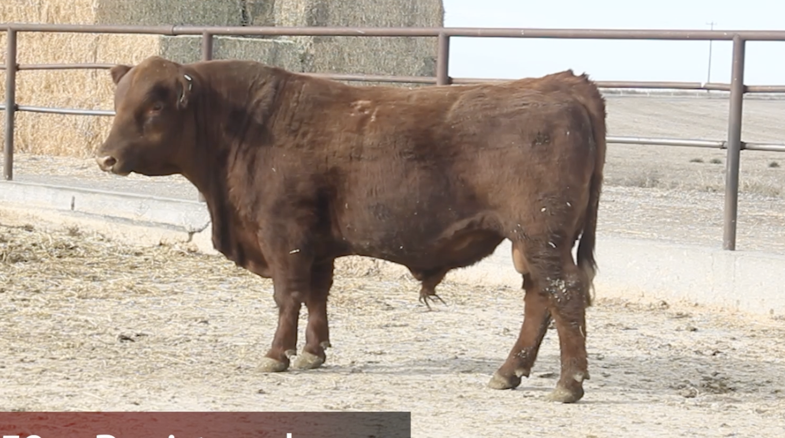 2 yr old Red Angus Registered Bull