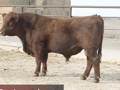 2 yr old Red Angus Registered Bull