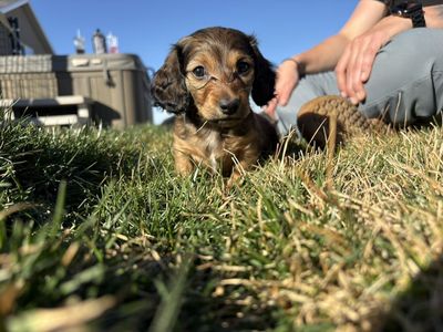 Longhaired Miniature Dachshund Puppies