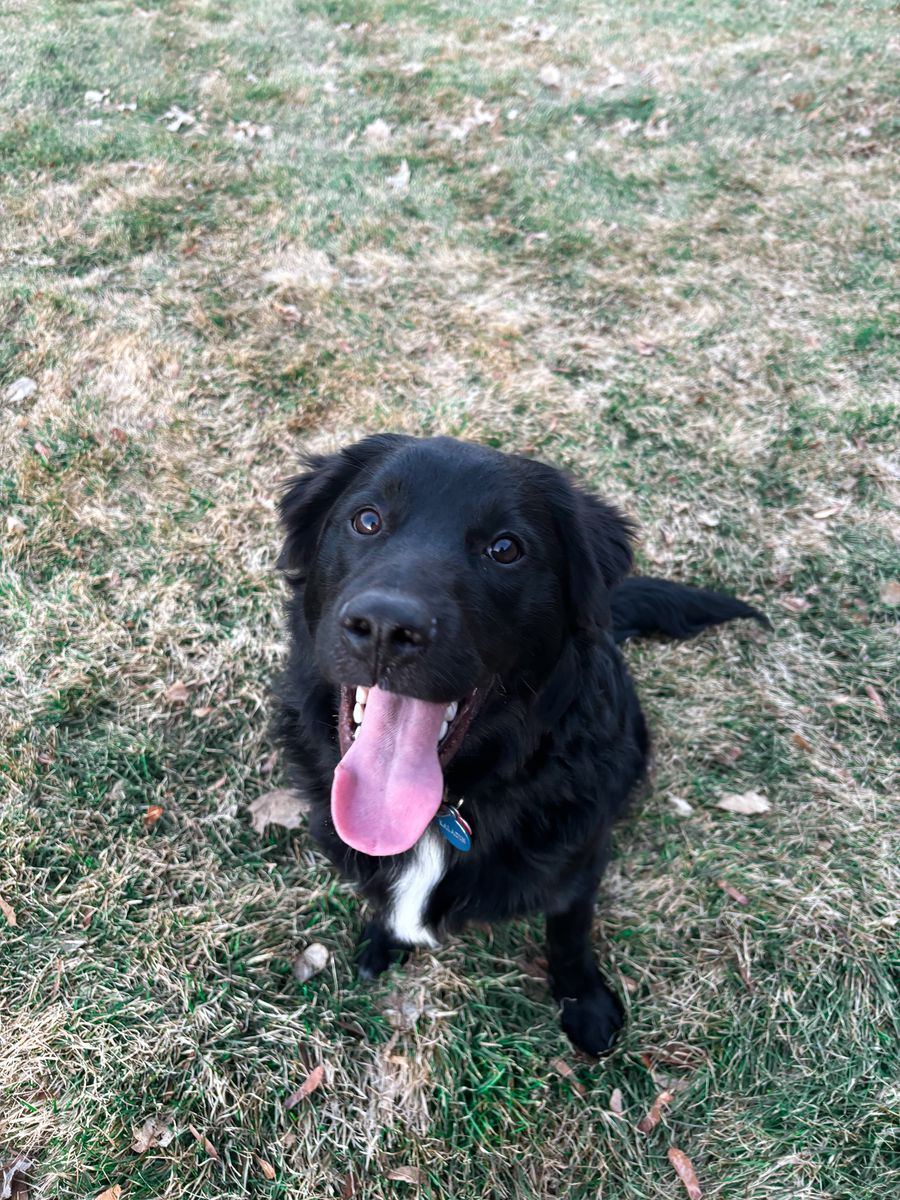 Rehoming 2 Year Old Male Golden/Border Collie