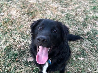 Rehoming 2 Year Old Male Golden/Border Collie