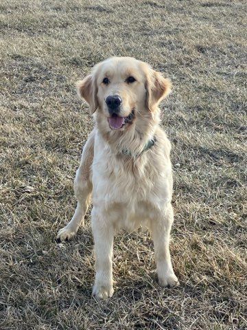 Coming soon! AKC Golden Retriever pups