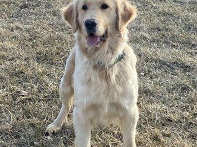 Coming soon! AKC Golden Retriever pups