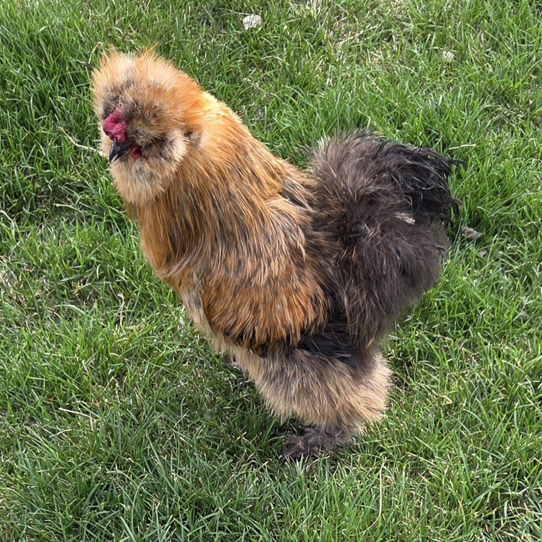 YOUNG SILKIE ROSTER. Free