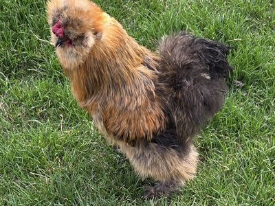 YOUNG SILKIE ROSTER. Free