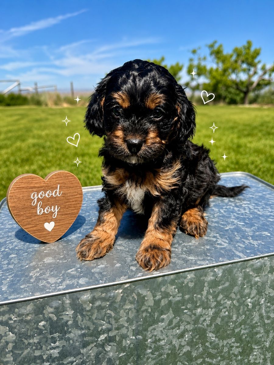 F1b Cavapoo Phantom Black and Tan boy