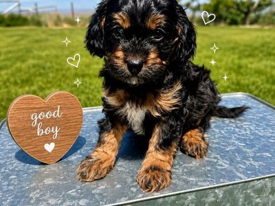 F1b Cavapoo Phantom Black and Tan boy