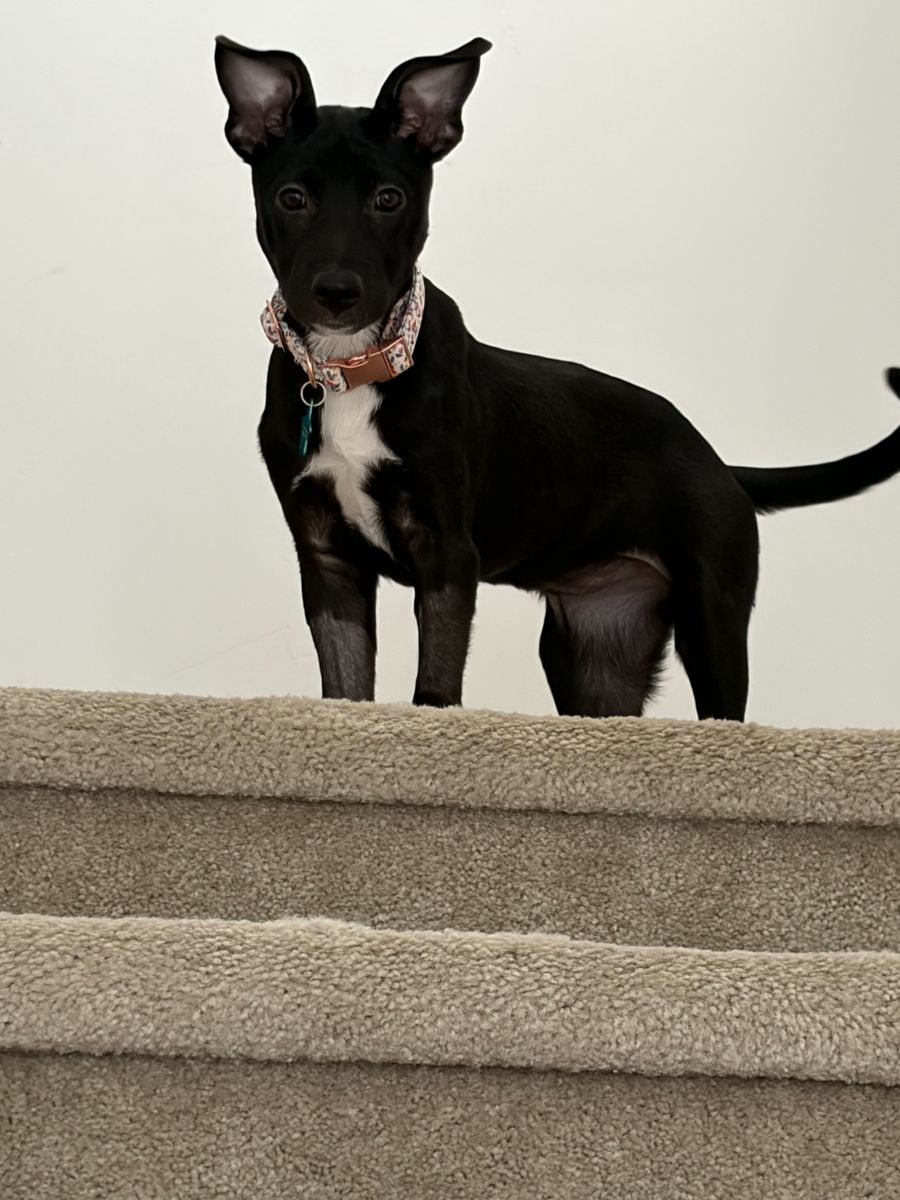 Lab Mix Puppy