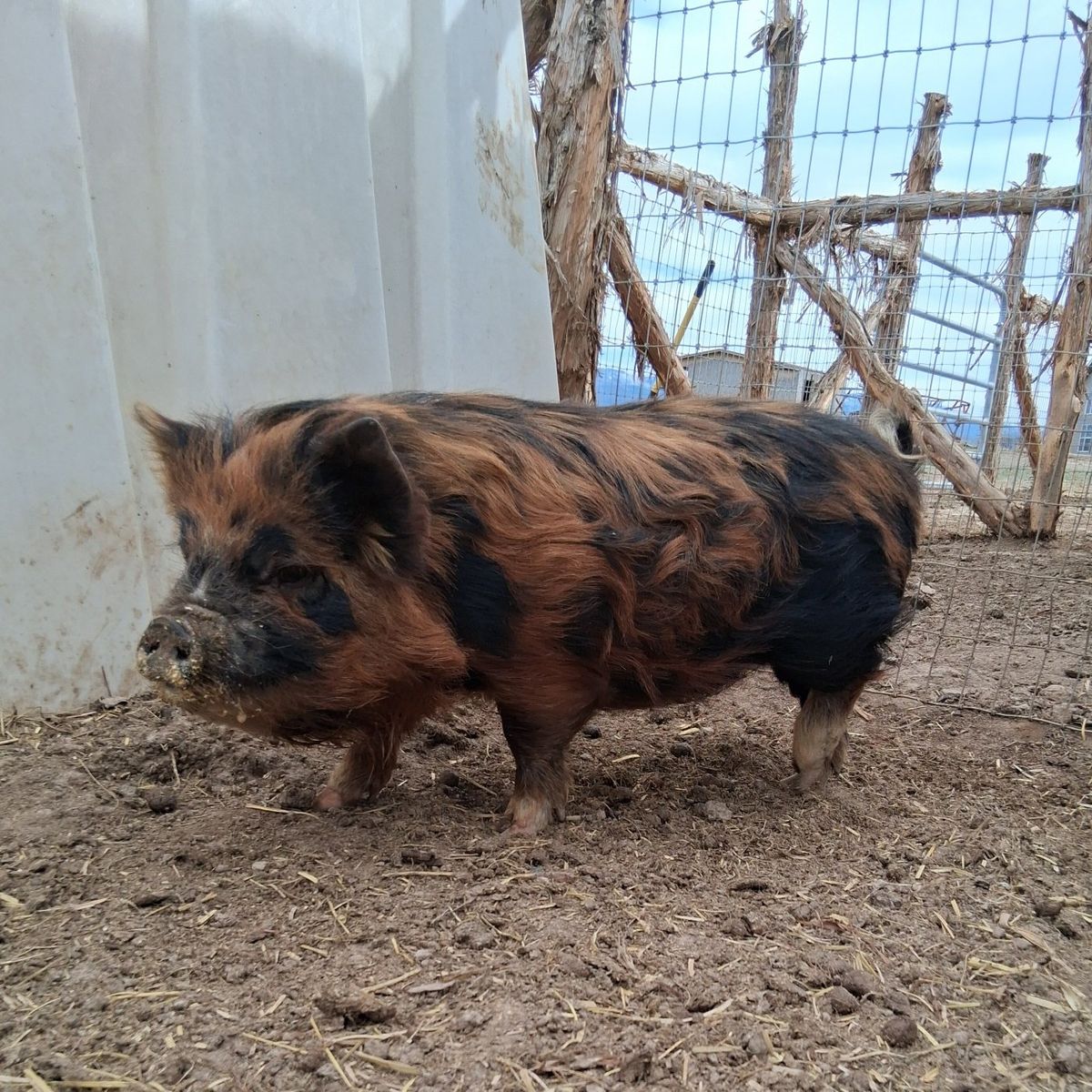 5 month old  kune kune gilt