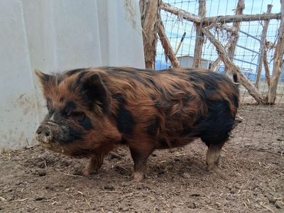 5 month old kune kune gilt