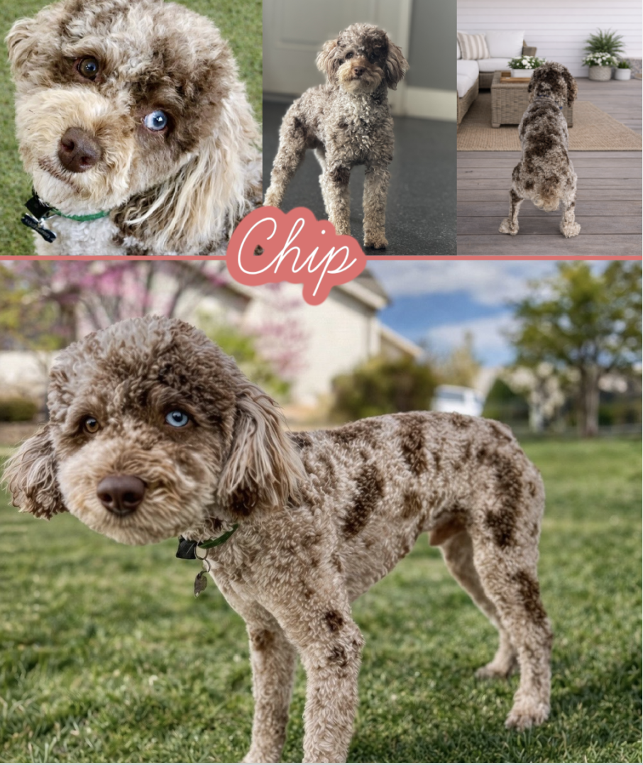 Chip- RARE CHOCOLATE MERLE TOY POODLE STUD